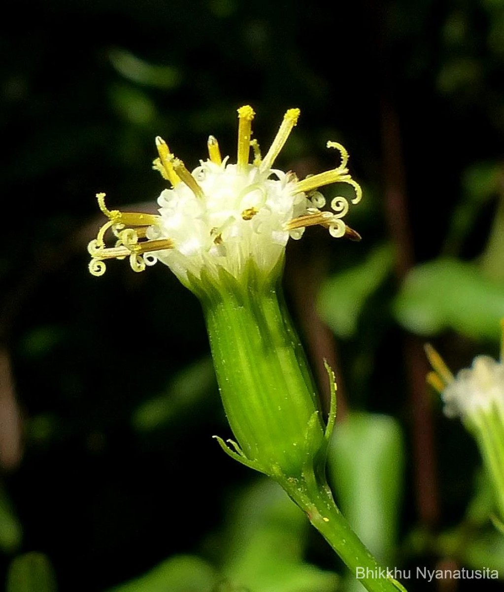 Kleinia walkeri (Wight) M.R.Almeida